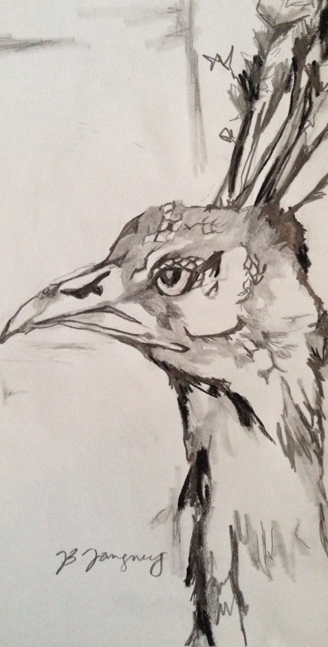 Black White Peacock #2 – 9 X 12 – Paper, Pencil, Charcoal