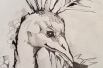 Black White Peacock #1 – 9 X 12 – Paper, Pencil, Charcoal