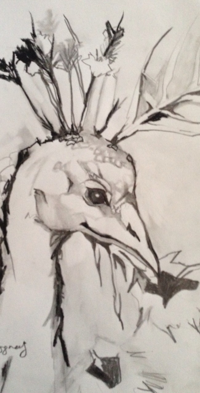 Black White Peacock #1 – 9 X 12 – Paper, Pencil, Charcoal