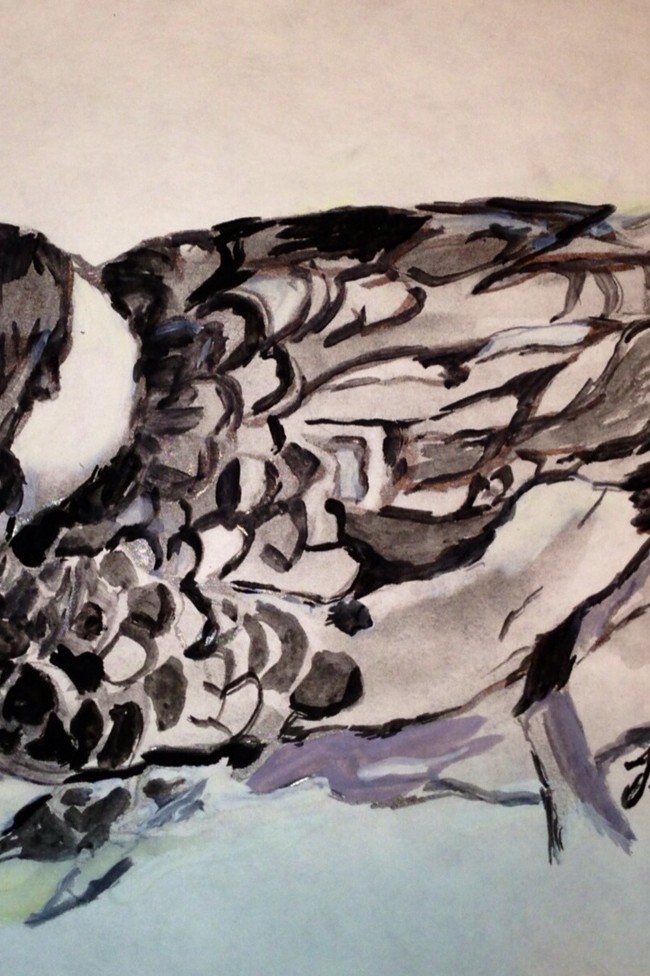 Drake in Water #2 – 9 X 12 – Paper, Pencil, Watercolors, Acrylic