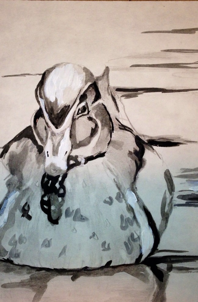 Drake in Water #1 – 9 X 12 – Paper, Pencil, Watercolors, Acrylic